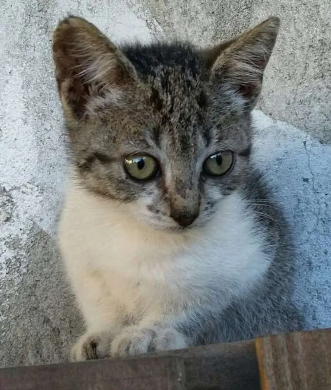 Gato ra a  idade Abaixo de 2 meses nome abandonados