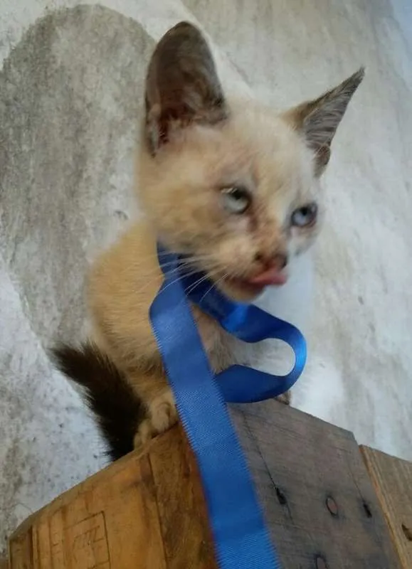 Gato ra a  idade Abaixo de 2 meses nome abandonados