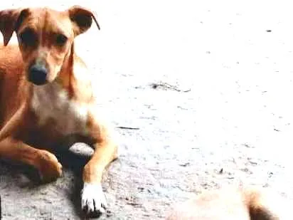 Cachorro ra a SRD idade 1 ano nome Pig e Pepa