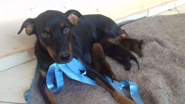 Cachorro ra a  idade 1 ano nome bombaataa