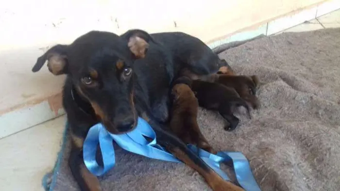 Cachorro ra a  idade 1 ano nome bombaataa