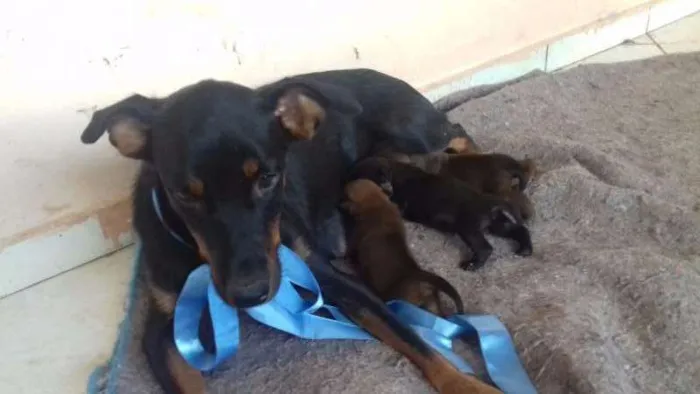 Cachorro ra a  idade 1 ano nome bombaataa