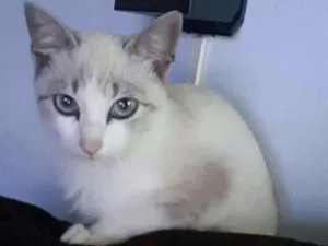 Gato raça Sem raça definida idade 2 a 6 meses nome Clara