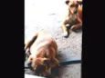 Pig e Pepa
