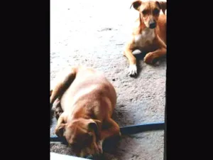 Cachorro raça SRD idade 1 ano nome Pig e Pepa