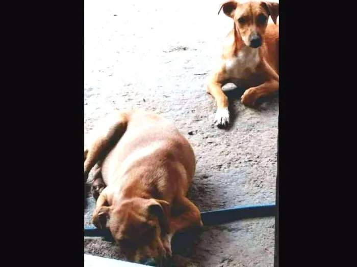 Cachorro ra a SRD idade 1 ano nome Pig e Pepa