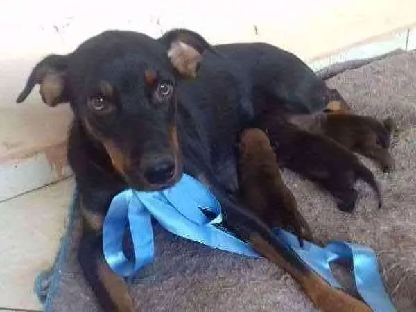 Cachorro ra a  idade 1 ano nome bombaataa