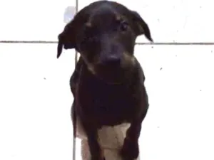 Cachorro raça Labrador idade 2 a 6 meses nome Romel