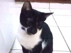 Gato raça SRD idade 2 a 6 meses nome Ravena