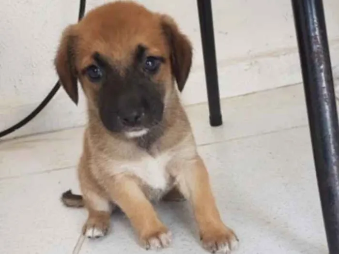Cachorro ra a vira-lata idade Abaixo de 2 meses nome sem nome