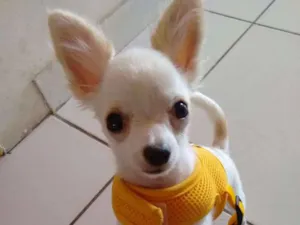 Cachorro raça Chihuahua  idade 1 ano nome Zeus