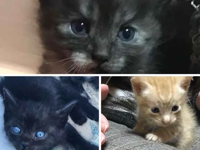Gato ra a gato idade Abaixo de 2 meses nome tiquinho