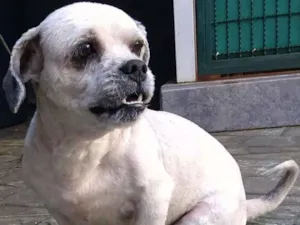 Cachorro raça Lhasa Apso idade 3 anos nome Thor