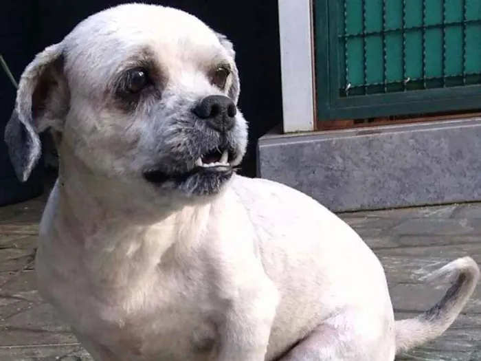 Cachorro ra a Lhasa Apso idade 3 anos nome Thor