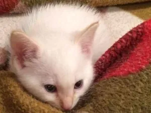 Gato raça Não definida  idade Abaixo de 2 meses nome Lucky 