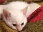 Gato raça Não definida  idade Abaixo de 2 meses nome Lucky 