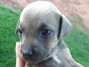 Cachorro raça Vira lata hottwiller idade Abaixo de 2 meses nome sem nome