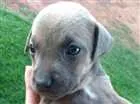 Cachorro raça Vira lata hottwiller idade Abaixo de 2 meses nome sem nome