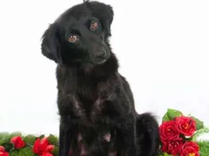 Cachorro raça Cocker idade 1 ano nome Luna