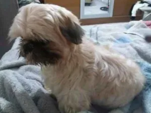 Cachorro raça Shitzu idade 7 a 11 meses nome Dubby