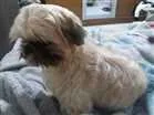 Cachorro raça Shitzu idade 7 a 11 meses nome Dubby