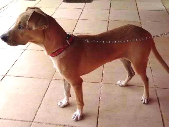 Cachorro ra a mestiço idade Abaixo de 2 meses nome Alvin