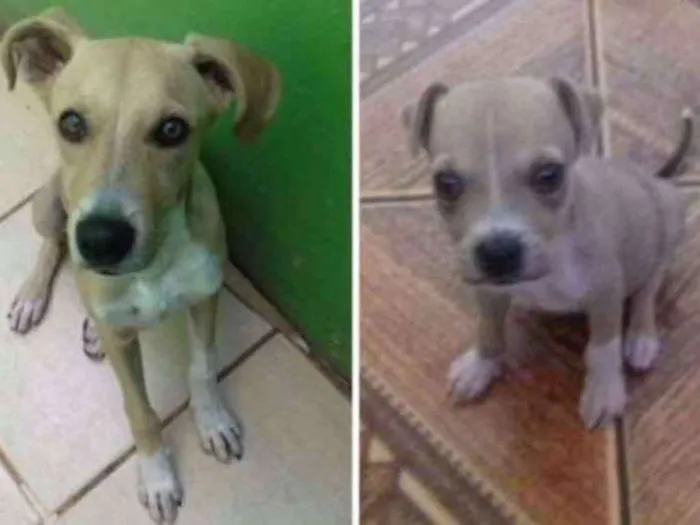 Cachorro ra a mestiço idade Abaixo de 2 meses nome Alvin