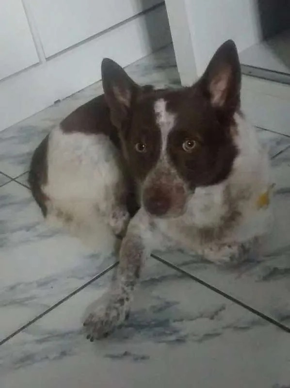 Cachorro raça Poodle/ viralata idade 3 anos nome Bob