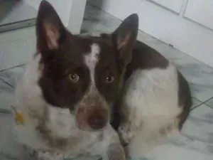 Cachorro raça Poodle/ viralata idade 3 anos nome Bob