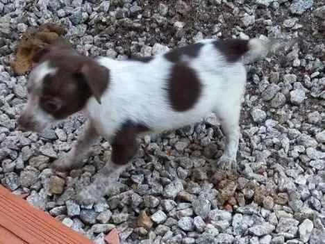 Cachorro ra a vira lata  idade Abaixo de 2 meses nome nenhum 