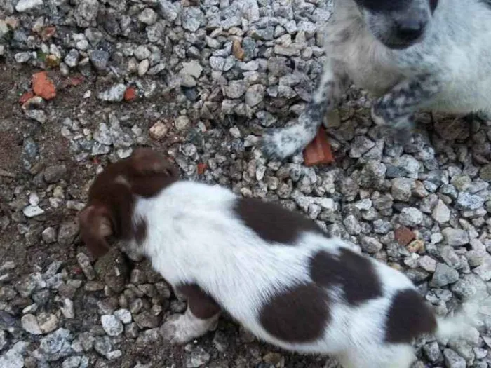 Cachorro ra a vira lata  idade Abaixo de 2 meses nome nenhum 