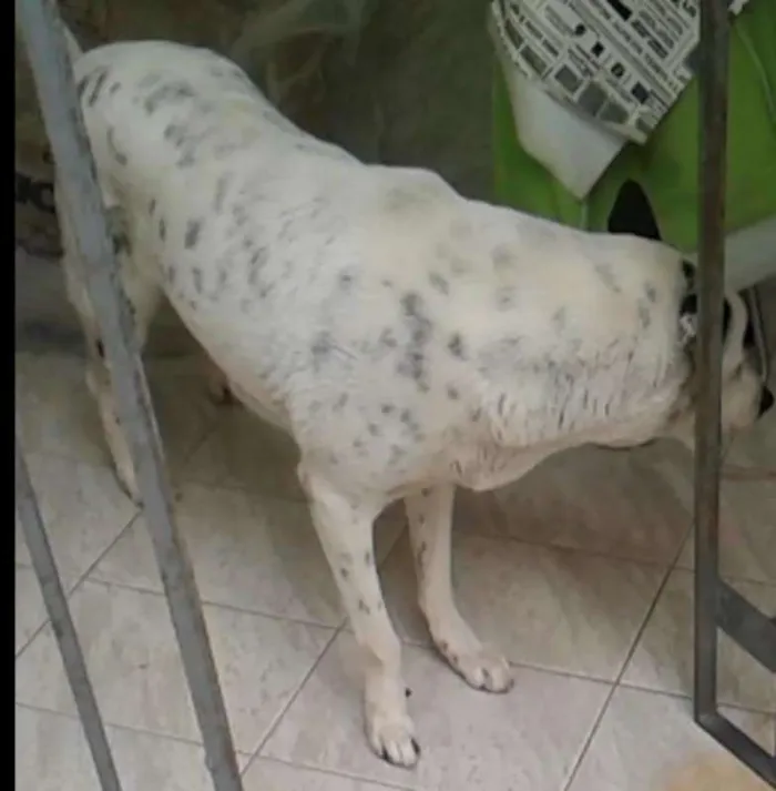 Cachorro ra a DalmataMIX idade 2 a 6 meses nome Hanna