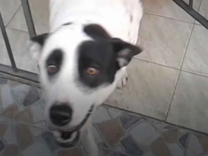 Cachorro ra a DalmataMIX idade 2 a 6 meses nome Hanna