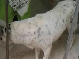 Cachorro raça DalmataMIX idade 2 a 6 meses nome Hanna