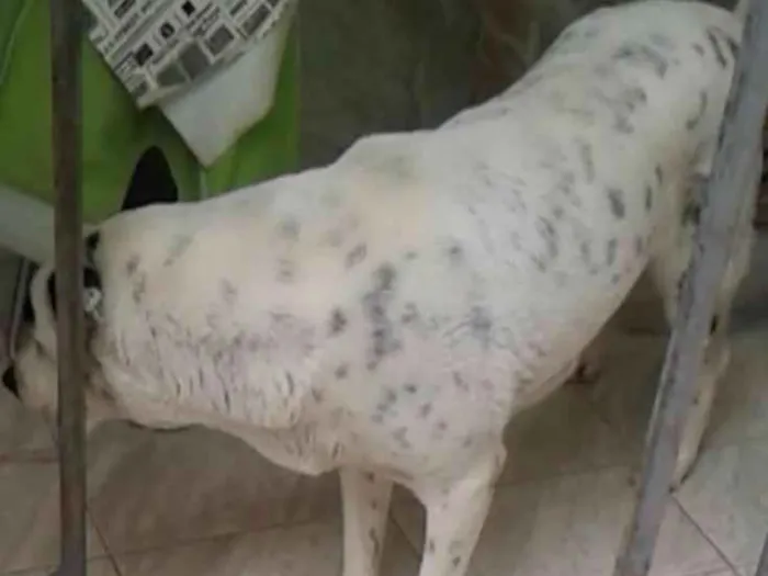 Cachorro ra a DalmataMIX idade 2 a 6 meses nome Hanna