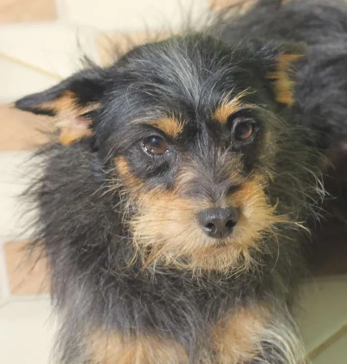 Cachorro ra a  idade 2 anos nome Lucas Miniatura