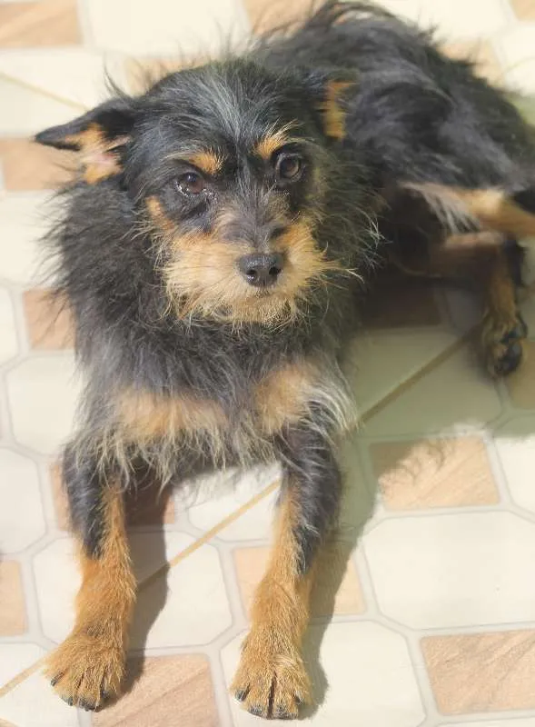 Cachorro ra a  idade 2 anos nome Lucas Miniatura