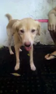 Bolota