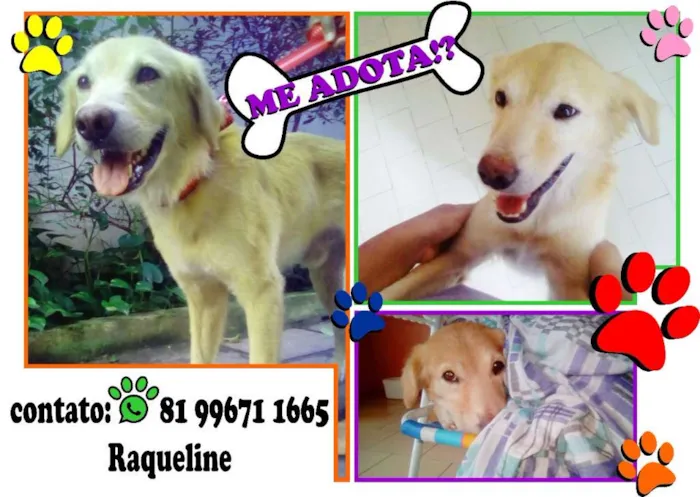 Cachorro ra a SRD idade 2 anos nome Bolota