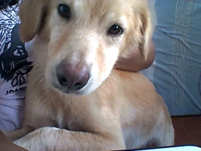 Cachorro ra a SRD idade 2 anos nome Bolota