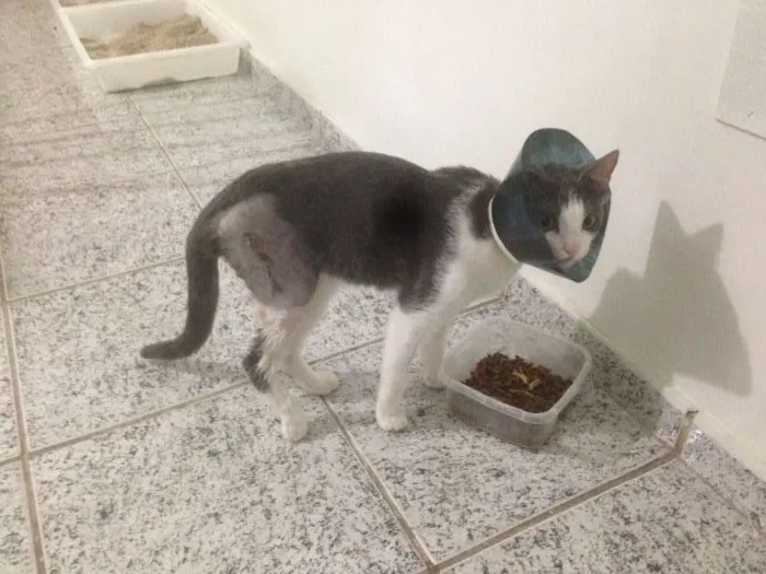 Gato ra a Sem raça definida idade 3 anos nome Dory