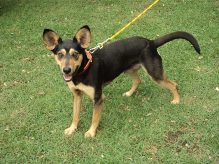 Cachorro ra a SRD idade 2 anos nome Mickey