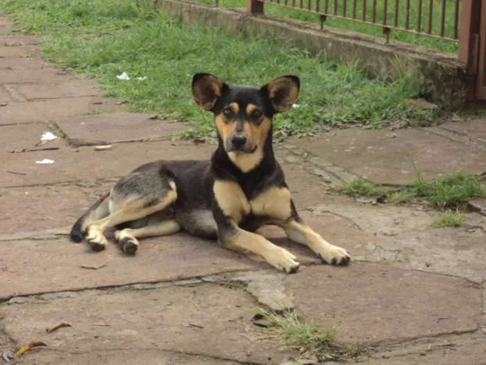 Cachorro ra a SRD idade 2 anos nome Mickey
