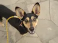 Mickey