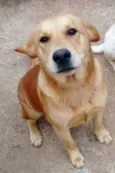 Belinha