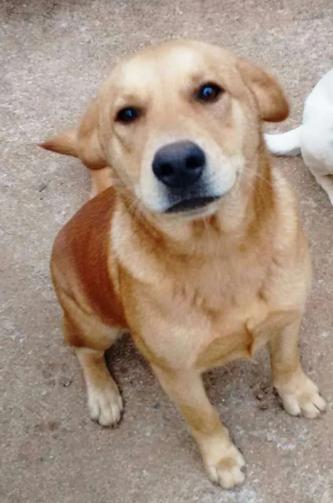 Cachorro raça Vira lata com mistura de chow  idade 1 ano nome Belinha