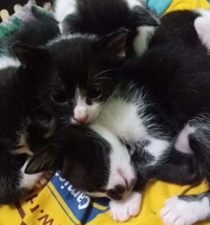 Gato raça  idade Abaixo de 2 meses nome Sem Nome