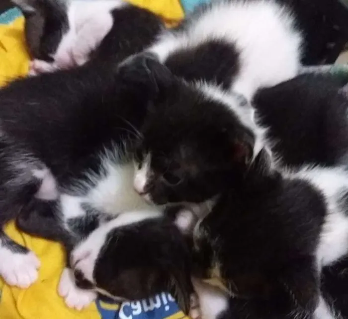 Gato raça  idade Abaixo de 2 meses nome Sem Nome