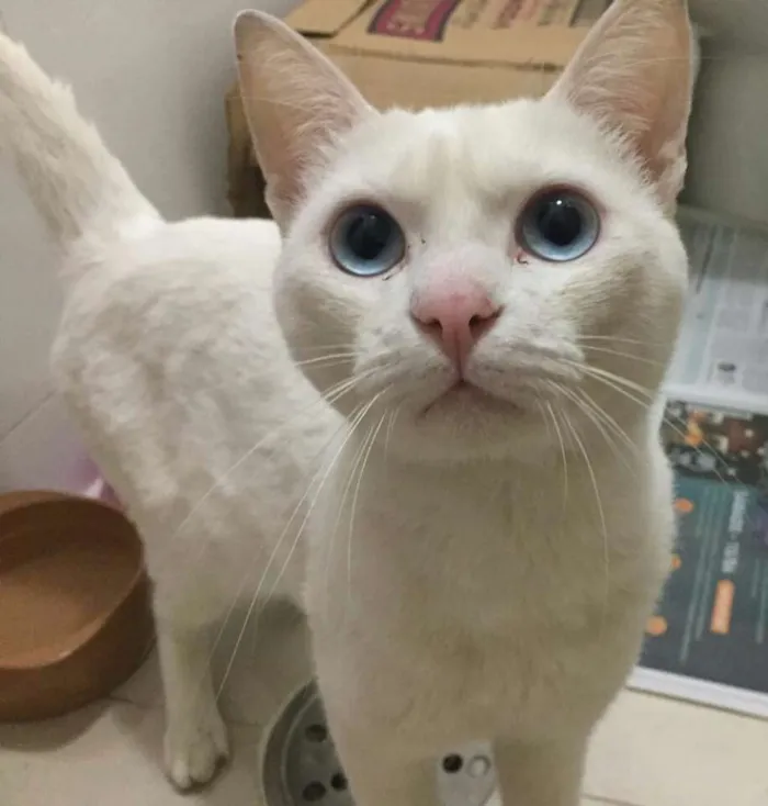 Gato ra a Sem raça definida idade 2 anos nome Hugo