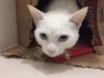 Hugo